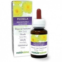 Pilosella (Hieracium...